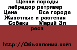 Щенки породы лабрадор ретривер › Цена ­ 8 000 - Все города Животные и растения » Собаки   . Марий Эл респ.